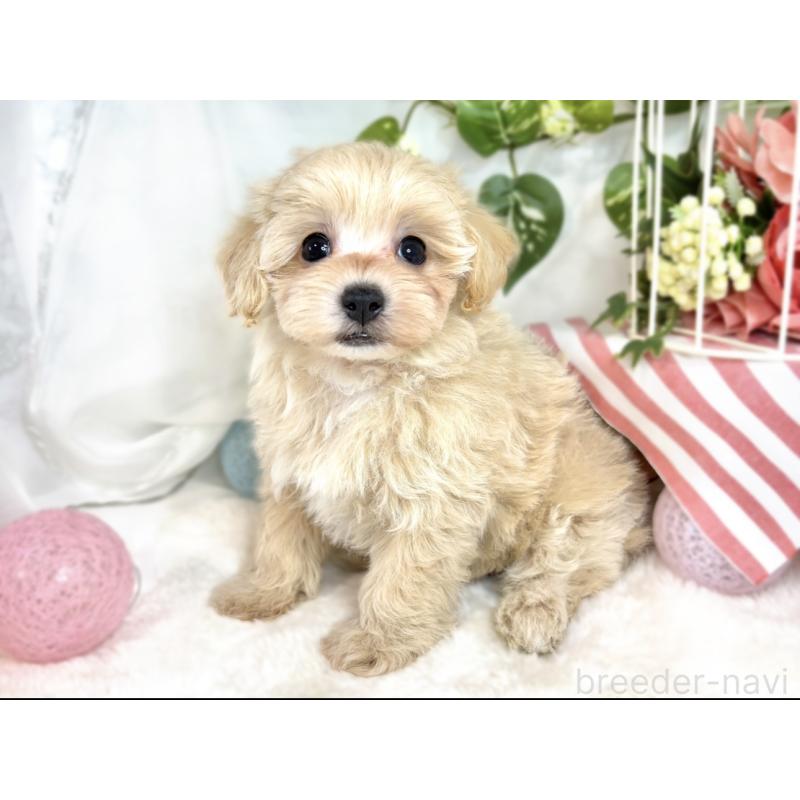 成約済の滋賀県のマルプー:マルチーズ×トイプードル-411743の3枚目